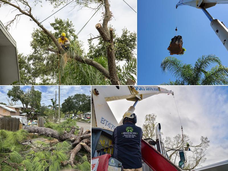 Greater Bay Area Tree & Arborist Services