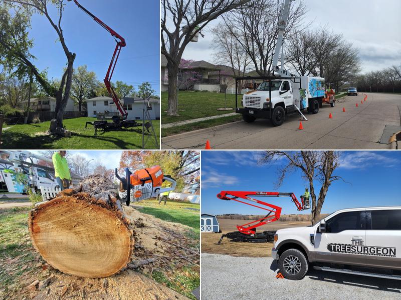 The Tree Surgeon (Tree Service)