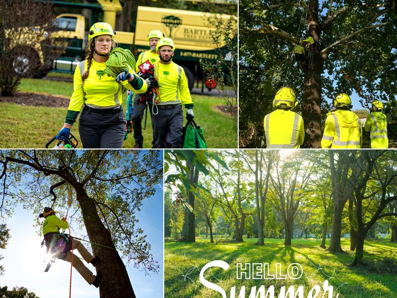 Bartlett Tree Experts