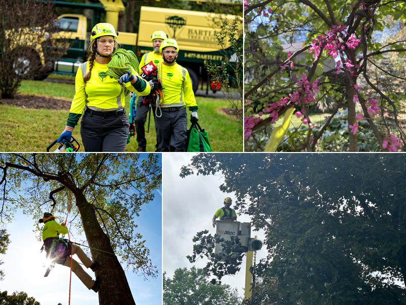 Bartlett Tree Experts