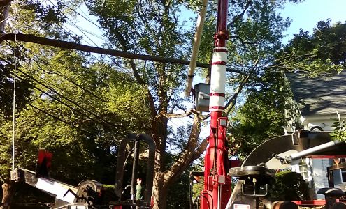 Worcester Tree & Stump