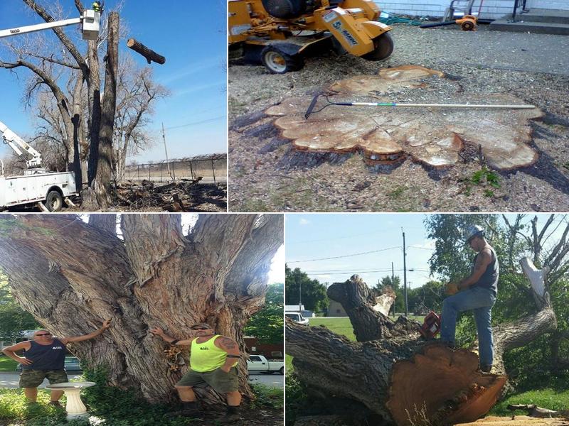 No Limits Tree Service