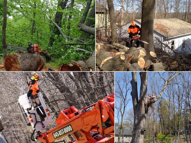New York Tree Masters