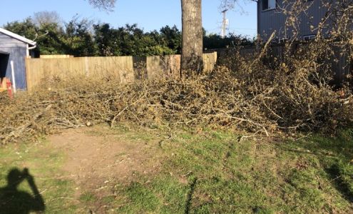 Blue Sky Trees Inc. 45667 McKenzie Hwy, Vida Oregon 97488