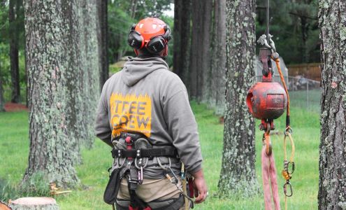Baumann Tree Service