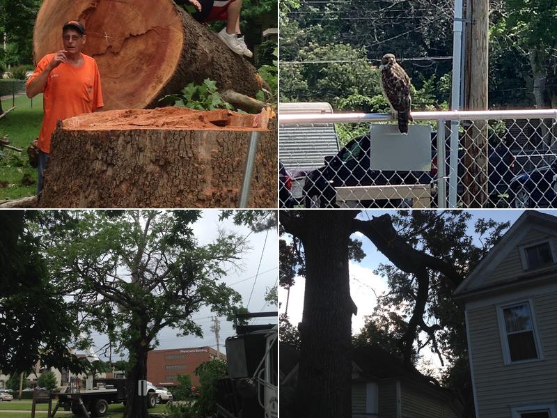 Killian's Tree Service Inc.