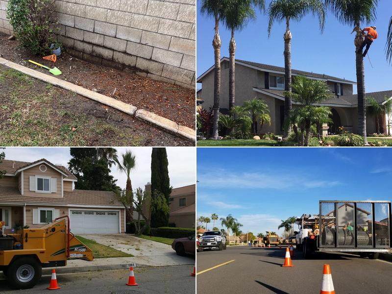 Alejandro's Tree Service