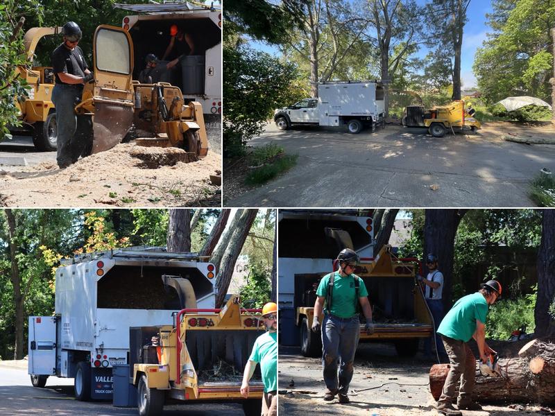 Arborists That Climb