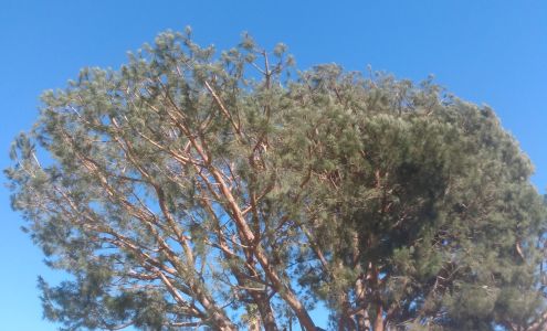 Salinas Tree Service & Landscaping 24 Gypsy Ln, Camarillo California 93010