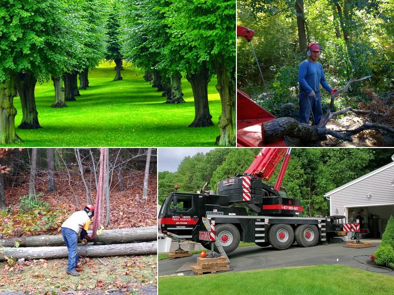 Royal Green Tree Service