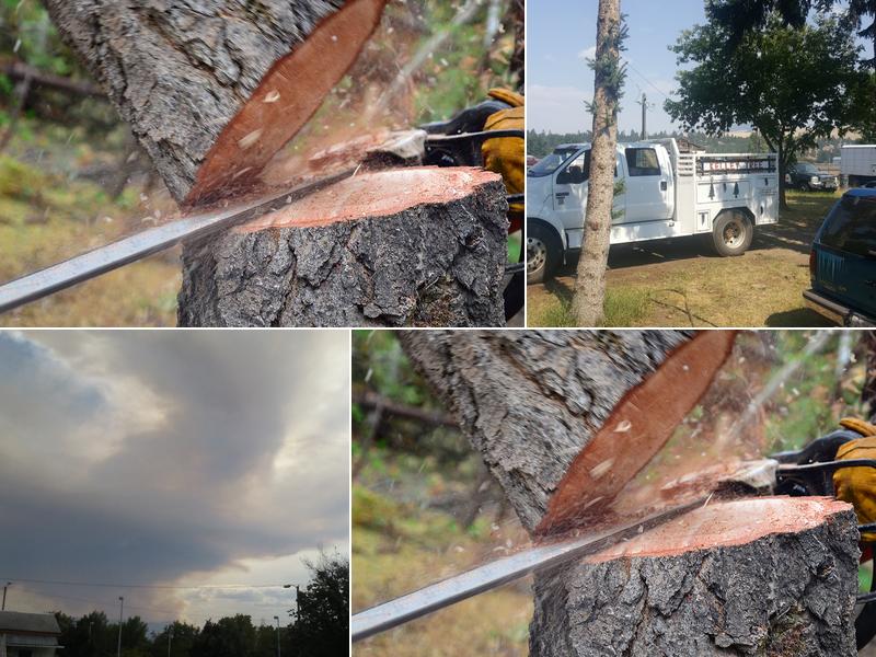 Professional Tree Service