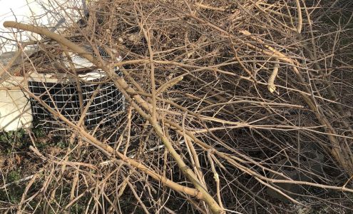 Dave's Tree Services