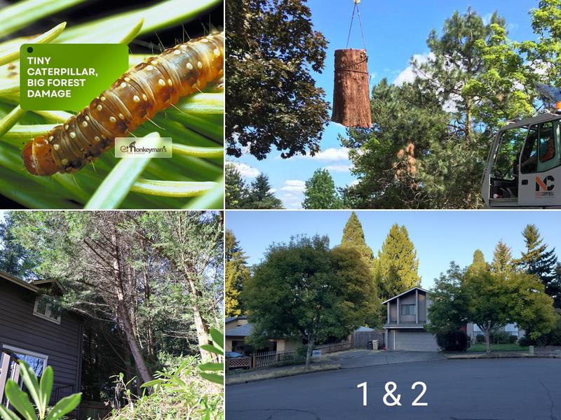 Monkeyman's Tree Service