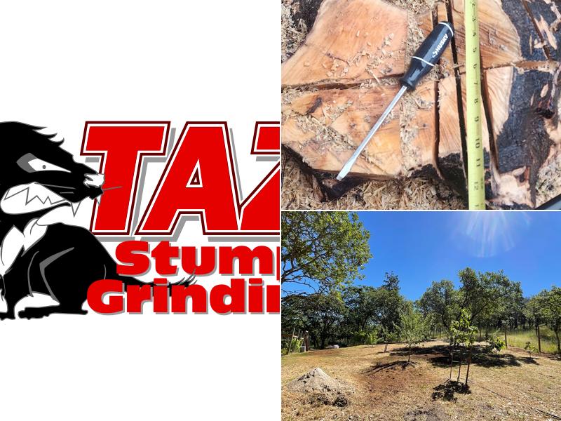 Taz Stump Grinding