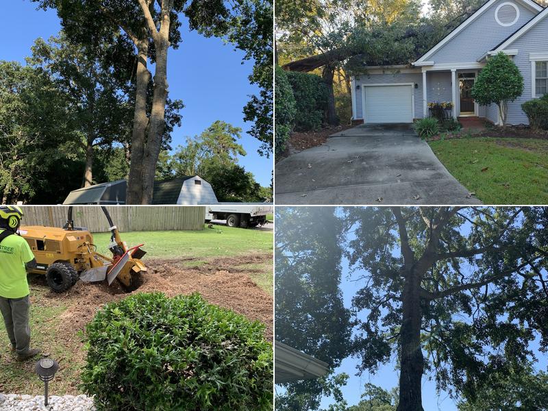 Davis Tree Company Inc.