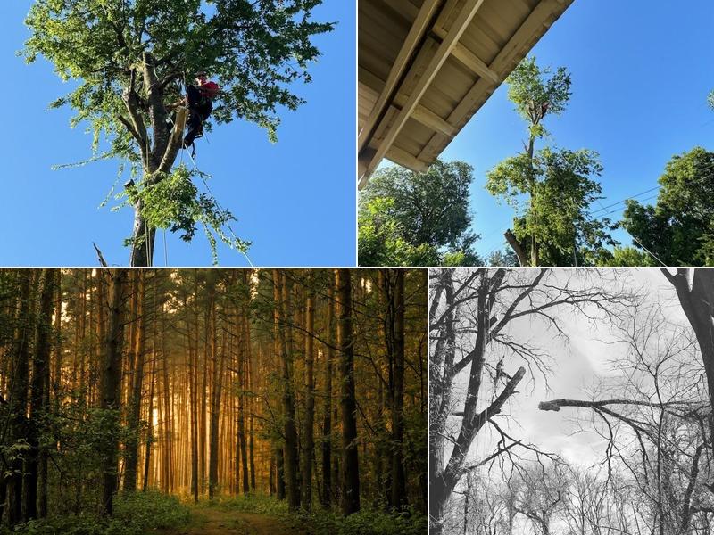 Hook And Ladder Tree Service