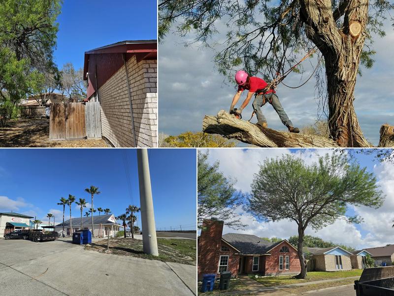 Dynamic Tree Care, LLC