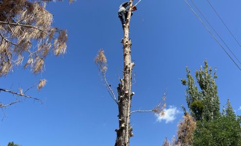 Beavers Professional Tree Services 208 Copper Rd, Vinton Texas 79821