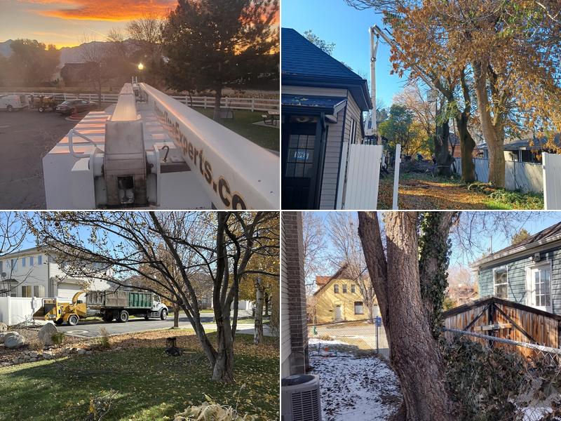 Diamond Tree Experts