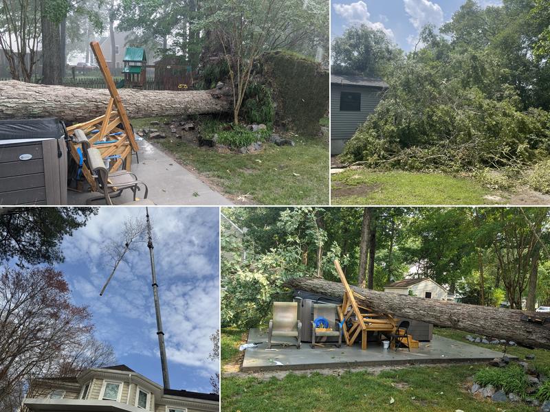 Brandon's Tree Service