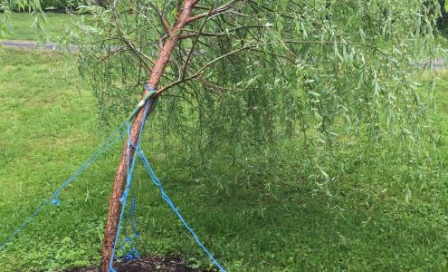 On The Grind Stump Removal and Tree Service 8000 Belmont Rd, Spotsylvania Courthouse Virginia 22551