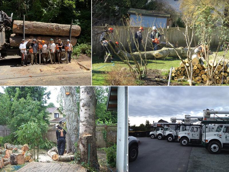 TALL TIMBER TREE SERVICES LTD.