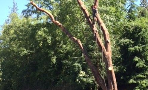 Gray Owl Tree Service