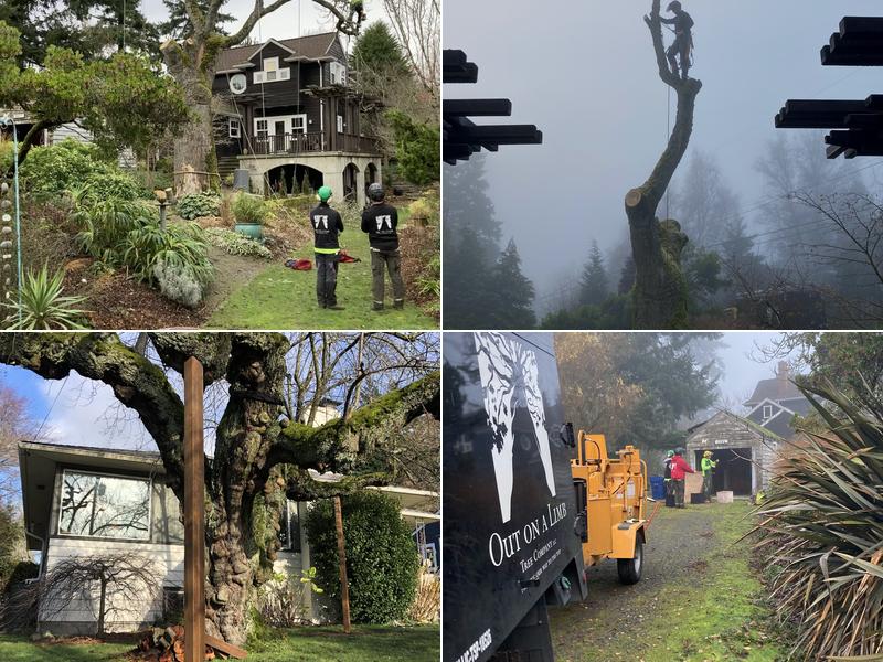 Out On A Limb Tree Co LLC