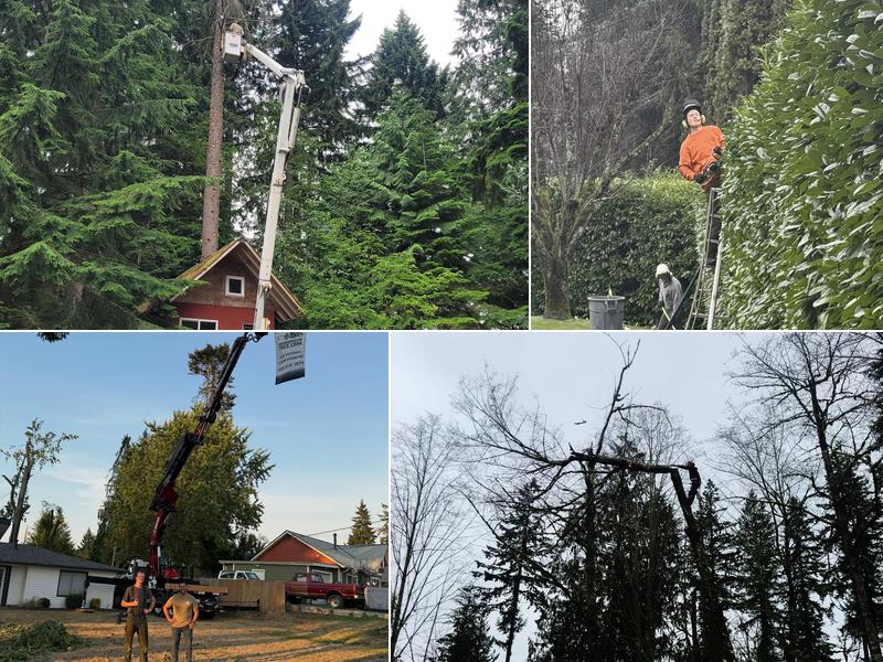 Snohomish Tree Company