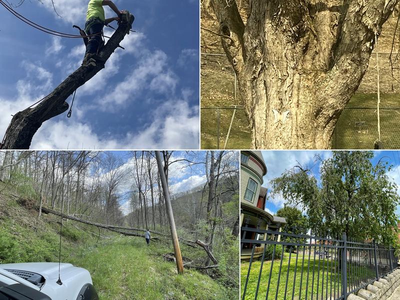304 Tree Services