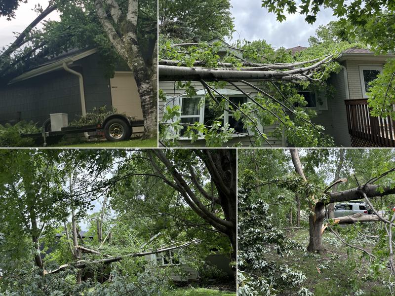 Twilight Tree Service