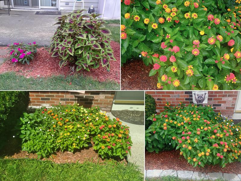 Patrick Lyons Greenhouse