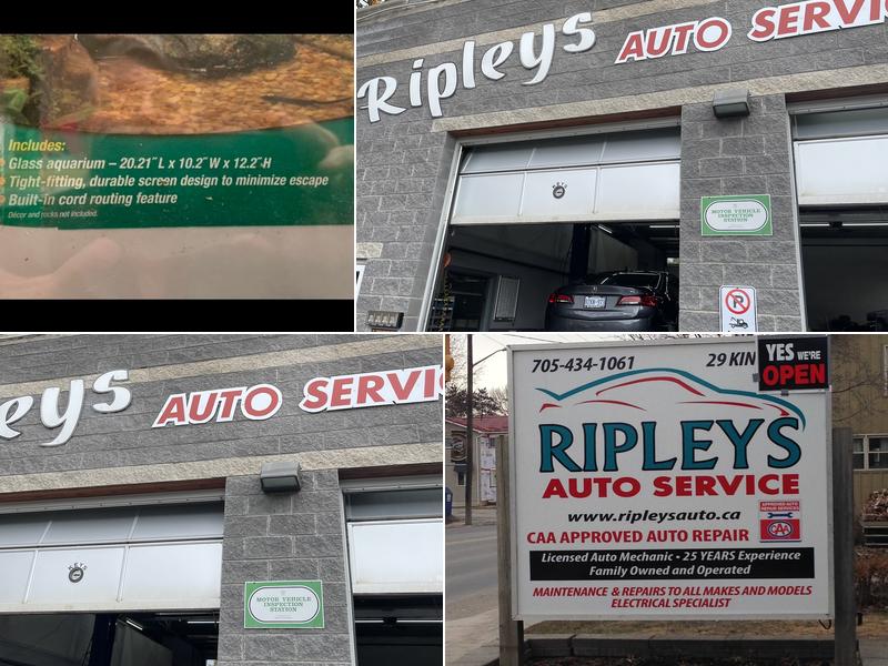 RIPLEYS Auto Service