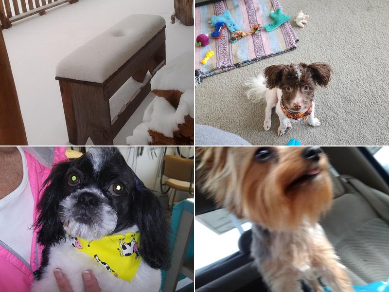 Posh Paw Pet Grooming