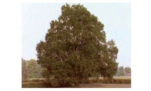 Birch Hill Happenings Aromatherapy, LLC 2898 Co Rd 103, Barnum Minnesota 55707