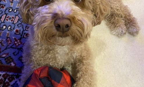 Diane Thaler, MD, FAAD