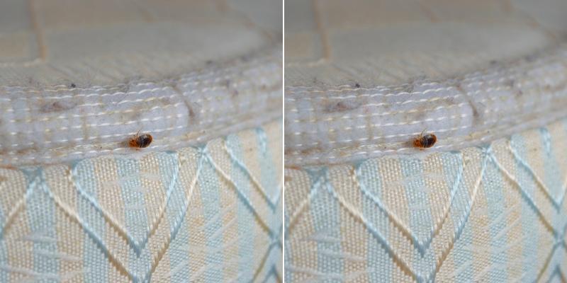 California Bed Bug Exterminators