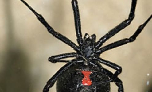 Brown's Mosquito & Pest Control 127 Pin Oak Dr, Greenwood South Carolina 29649