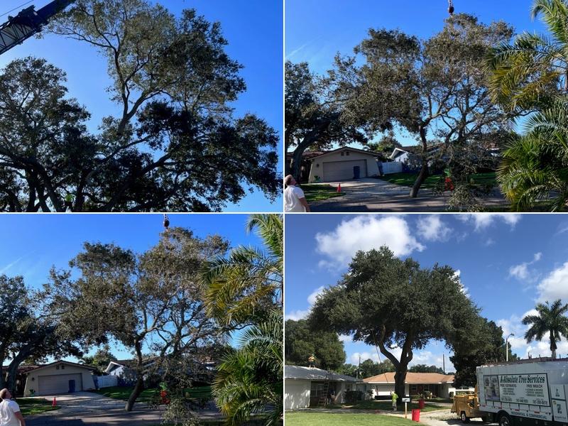 A Absolute Tree Services