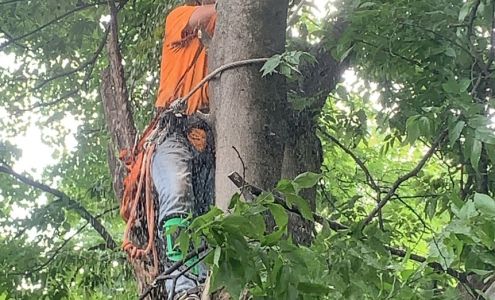 Beaver Tree Service, LLC. 170 Davis Farm Rd, Pembroke Kentucky 42266