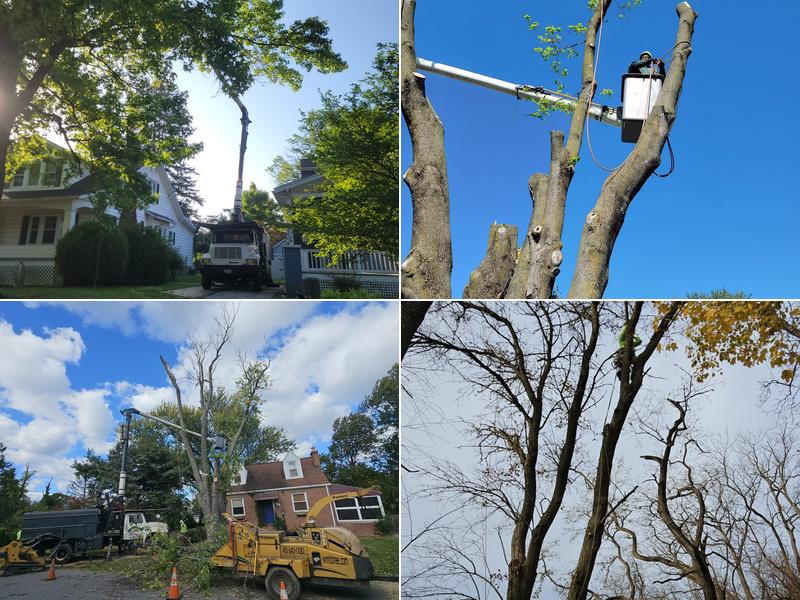 Martin Wayne Tree Services