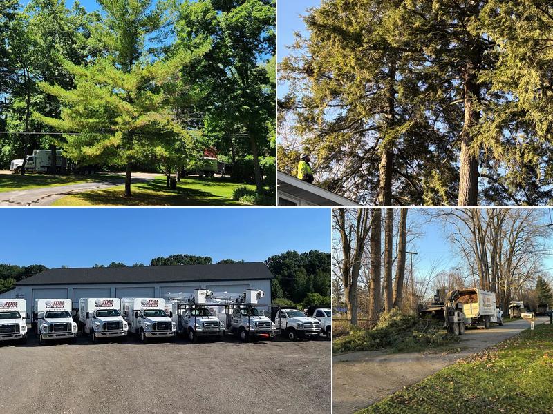 JDM Tree Service