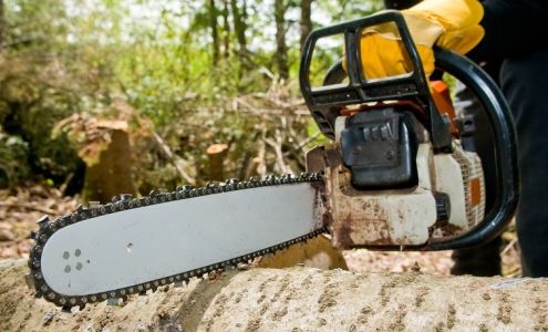 Trees Extracted Beaverton