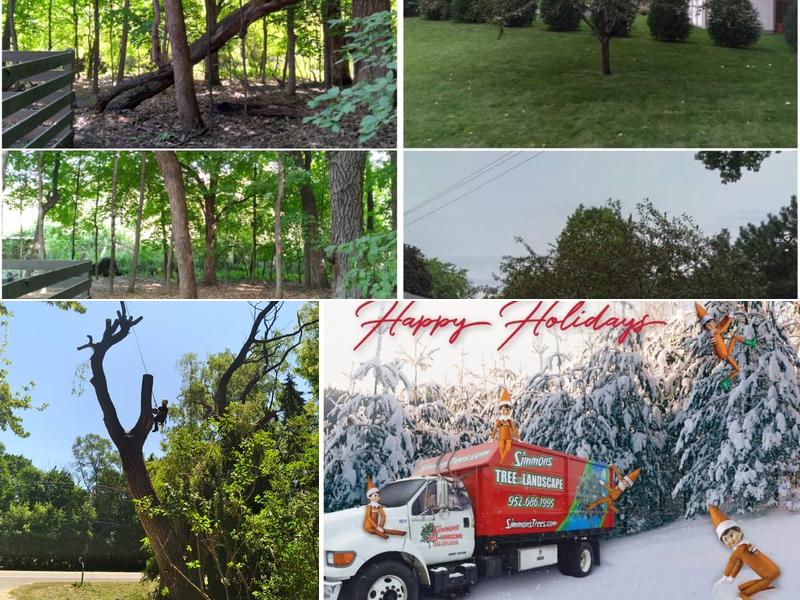 Simmons Tree and Landscape