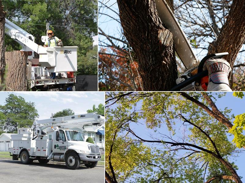 Advanced Arbor Care Tree Service