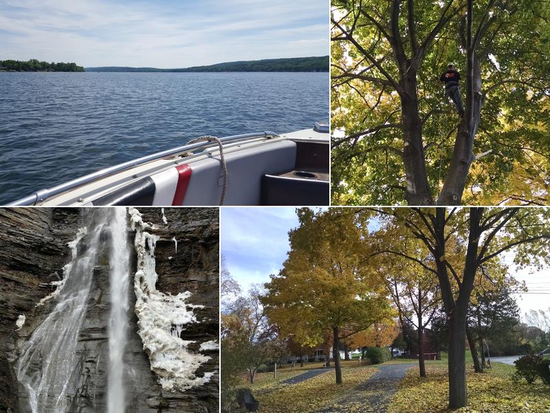 Upstate New York Tree Service