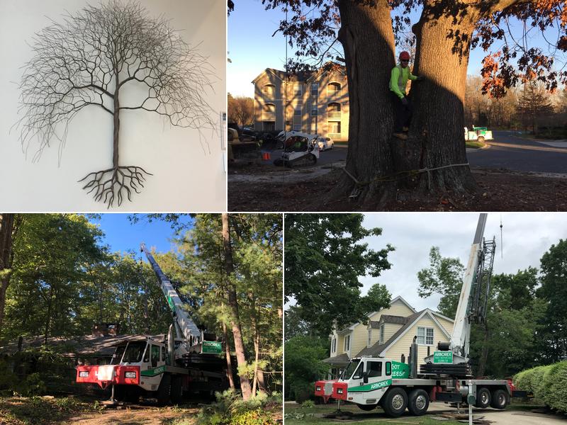 Arborex Tree Services
