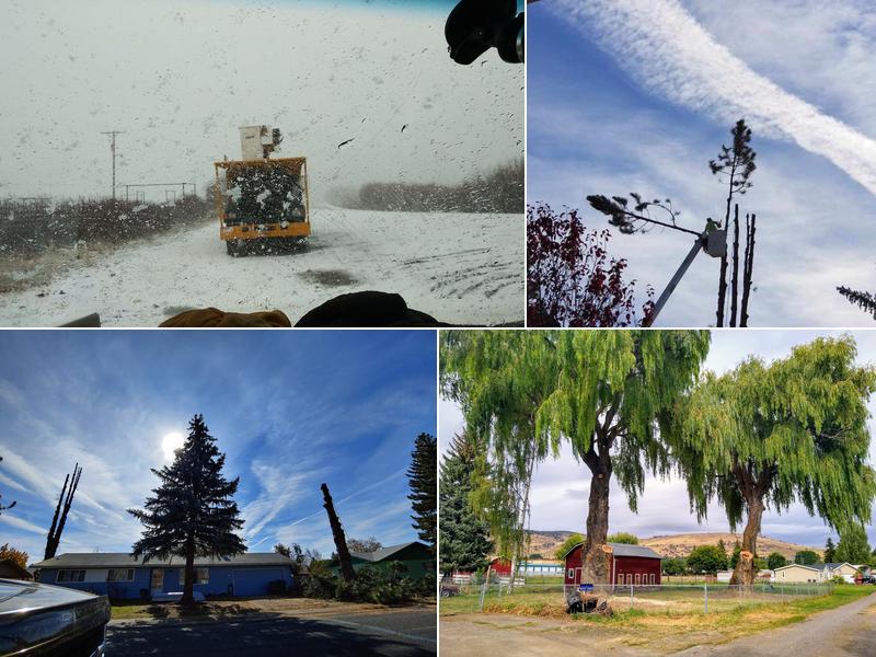 Absolute Tree Care Services