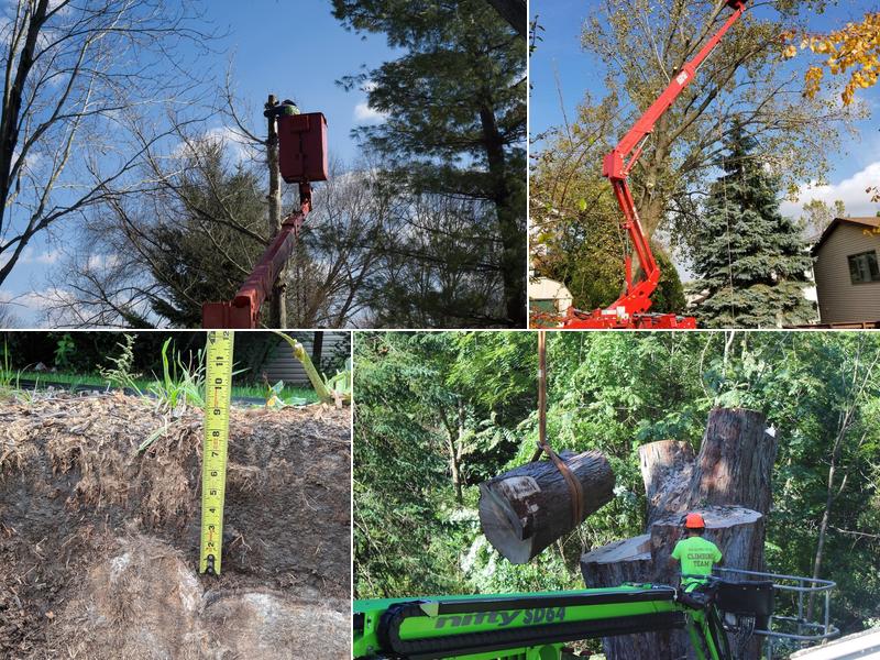 Accurate Tree Services