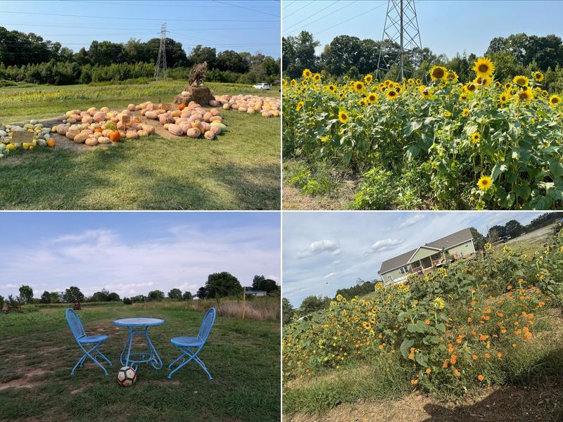 Oddie’s Sunflower Field
